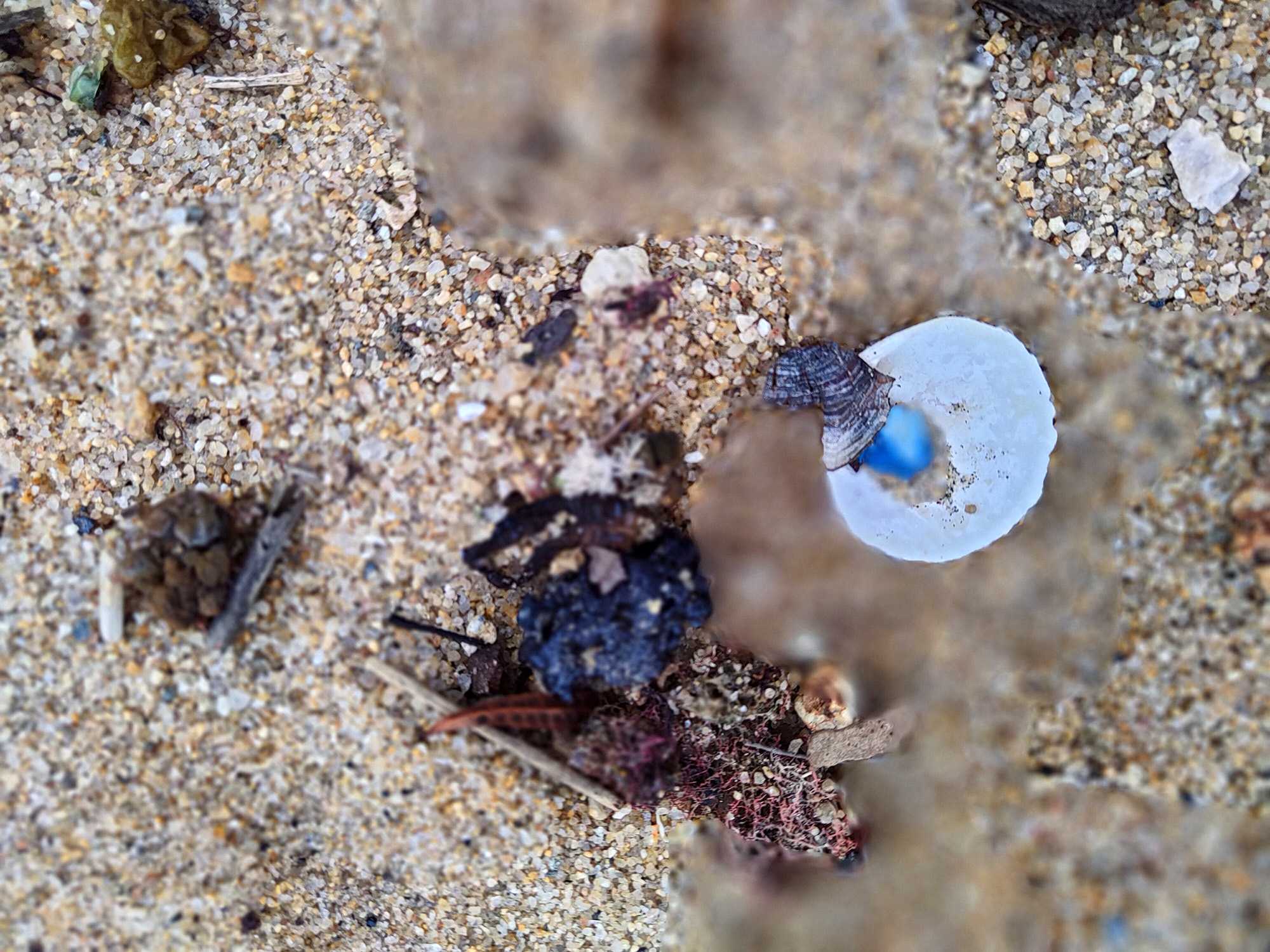 A Scientific Ritual of Counting Sand Hoppers