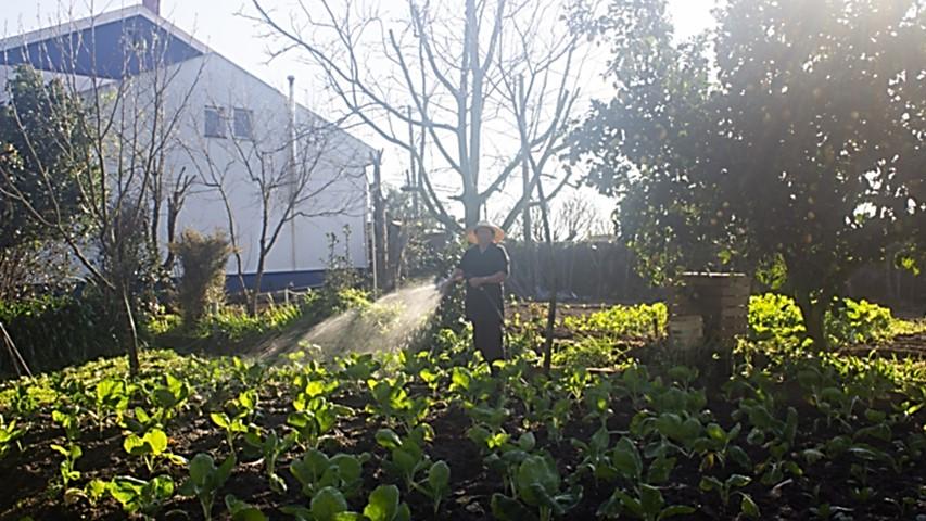 reinvented-backyard-home-farming