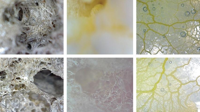 Microscopic storyboard Bionic City®