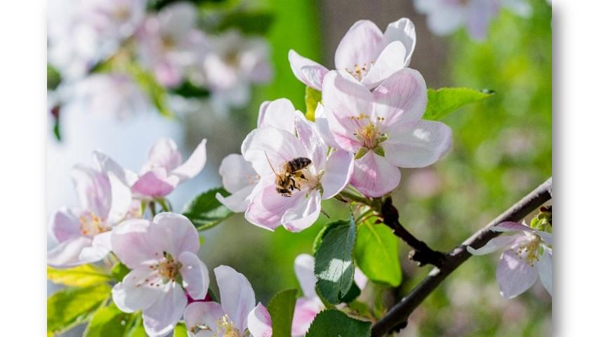Bee on tree