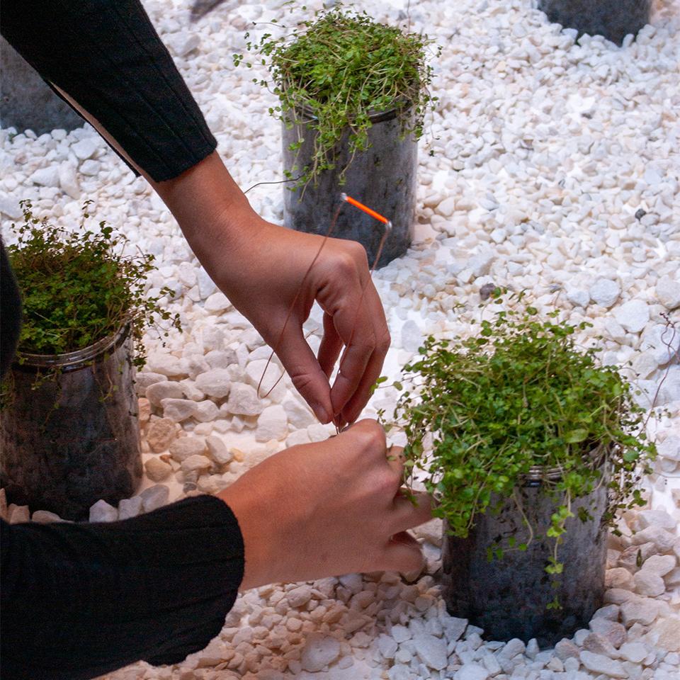 Benefits of bio-photovoltaic energy - Workshop