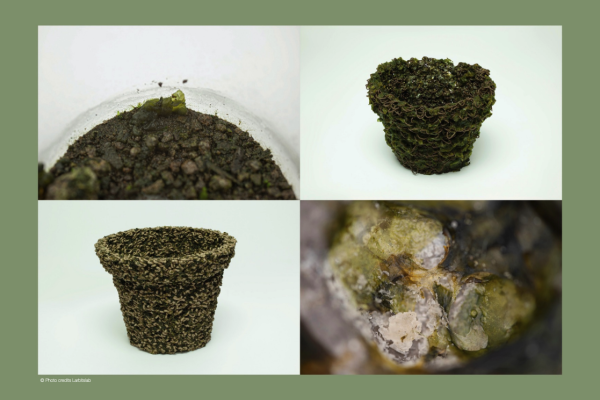 Photosynthesising Flowerpots